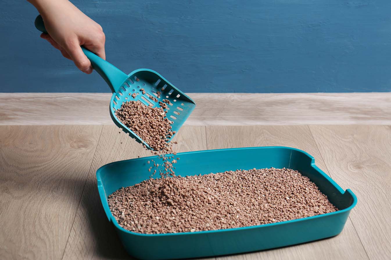 How Often Should You Replace Your Cat’s Litter? Frequency & Benefits