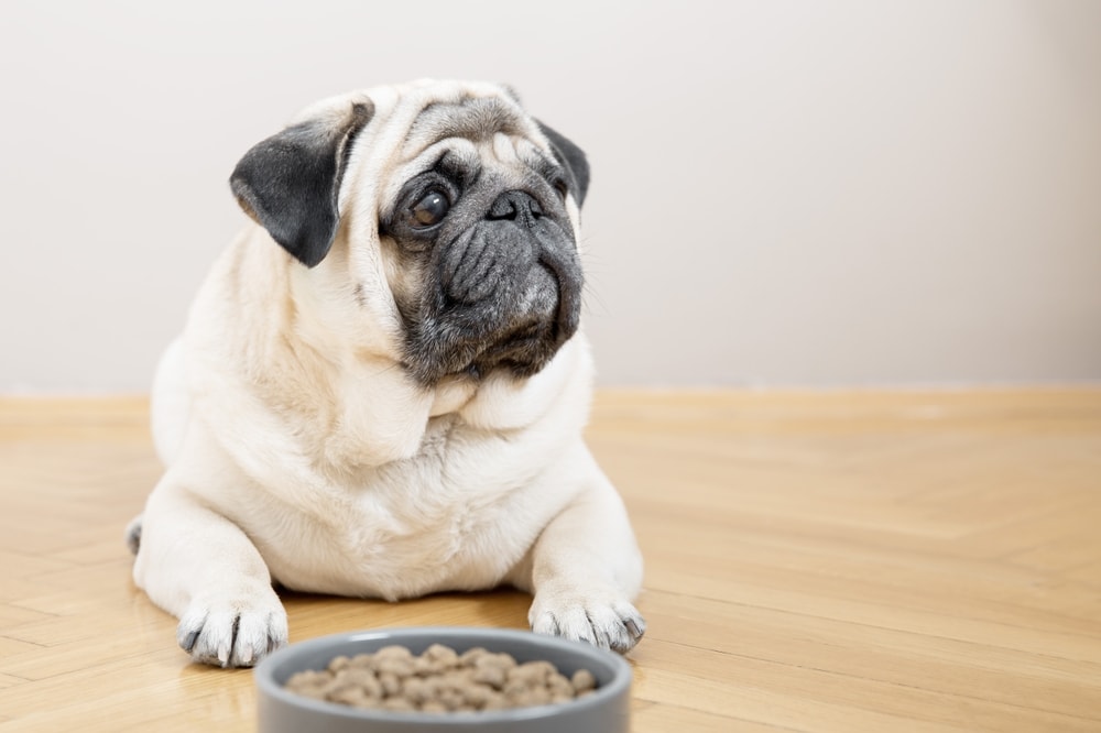 pug beside dog bowl kitchen floor