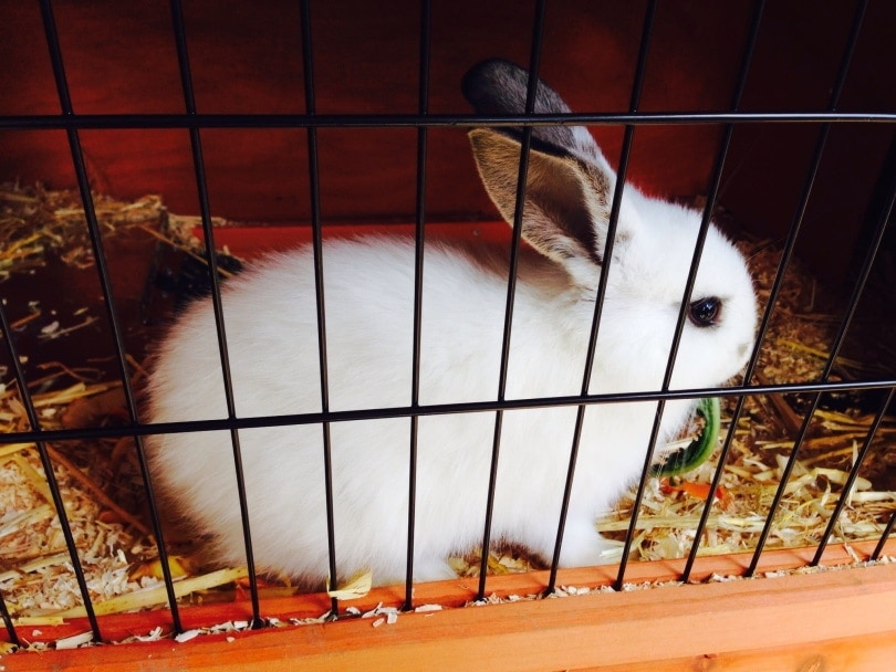 rabbit in a cage