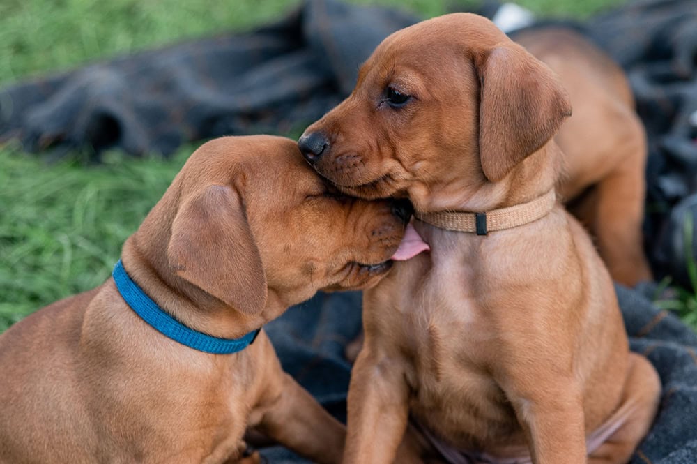 Rhodesian Ridgeback puppies licking each other