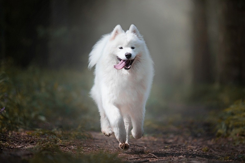 samoyed dog running in the forest