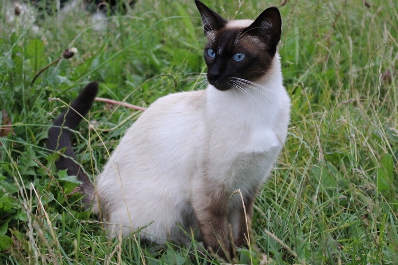 Siamesische Katze sitzt im hohen Gras