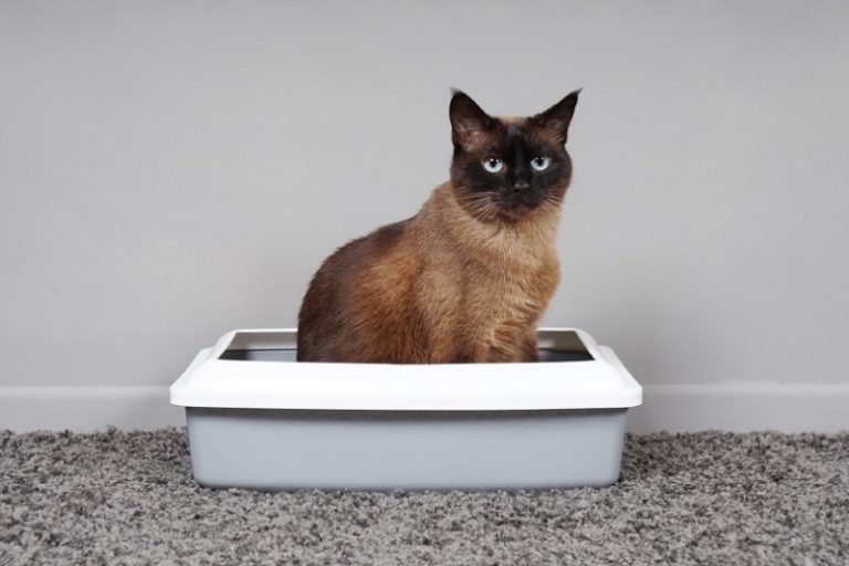 Why Is My Cat Sleeping in the Litter Box? 7 Reasons & What to Do About