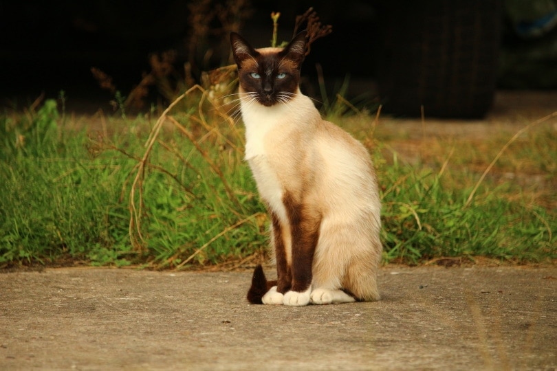 Gato siamés mirando a la cámara. Pasto alto y la rueda de un auto detrás.