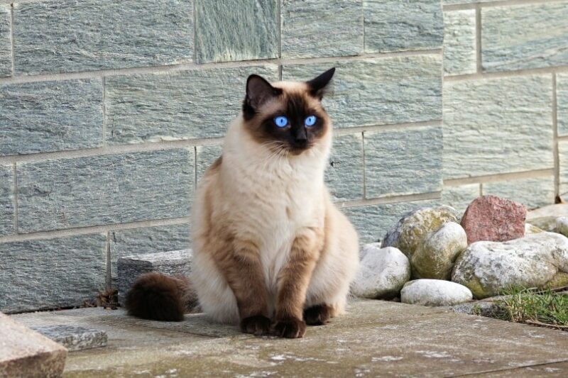 siamese cat