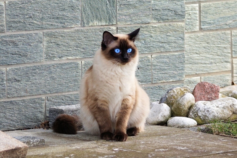 Gato siamés con ojos azules brillantes.