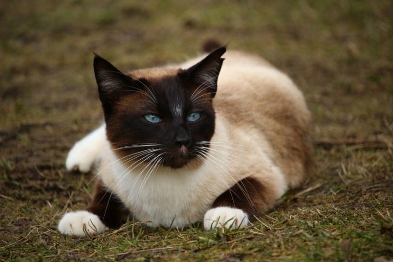 How Much Does a Siamese Cat Cost? Price Guide 2025 | Hepper