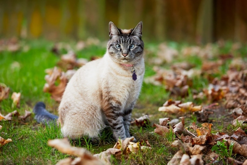 Gato sentado en el pasto con hojas secas. Mirando a la cámara.