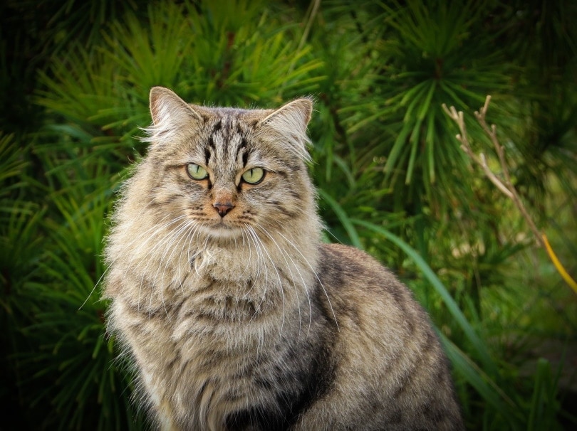 siberian cat_claudia125_Pixabay