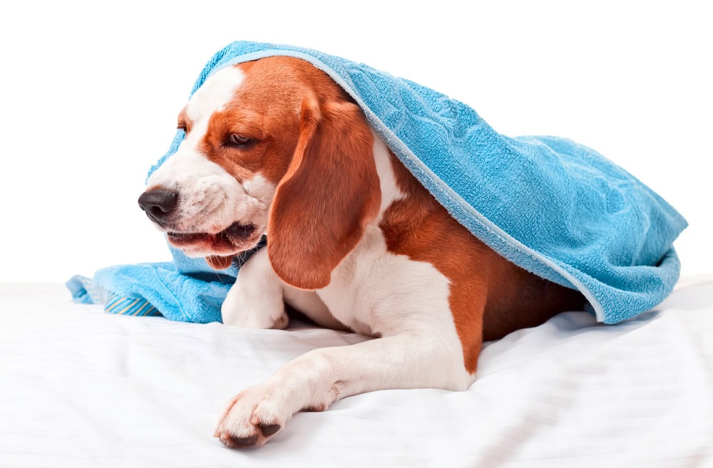 sick dog under a blanket