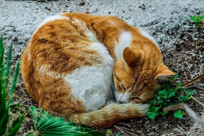 Katze schläft zusammengerollt draußen