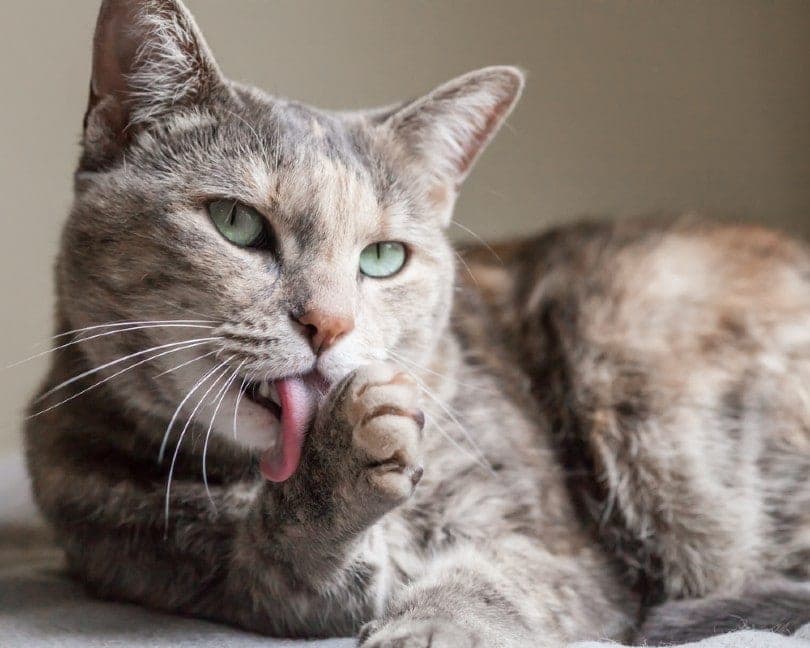tabby cat licking-her-paw