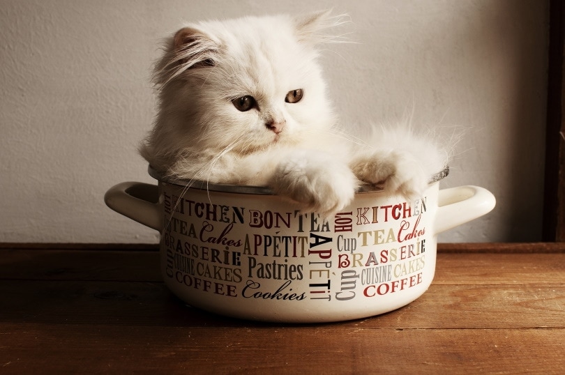 teacup persian cat_Deedee86_Pixabay