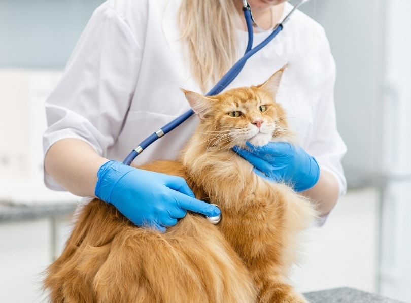 veterinarian-is-making-a-check-up-of-a-adult-maine-coon-cat