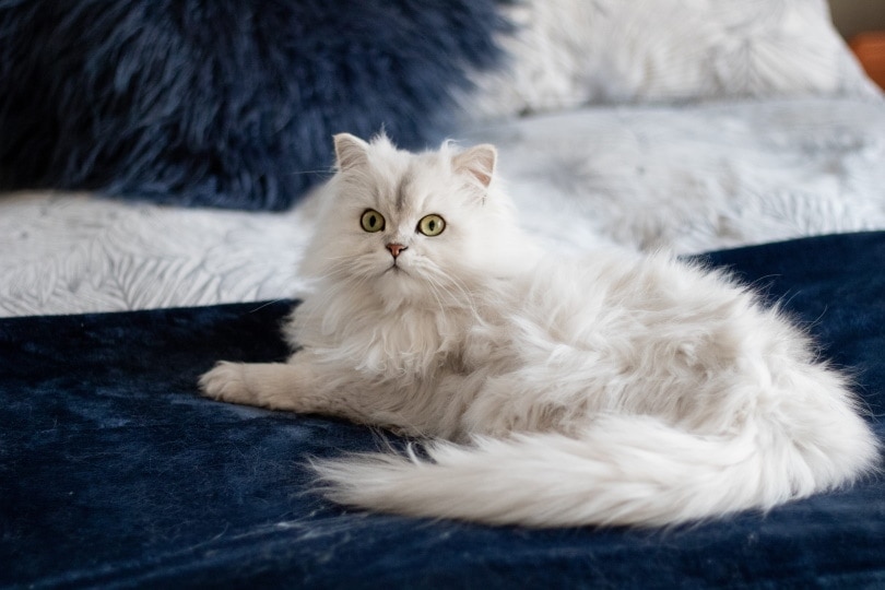 white persian cat lying in blue_Piqsels