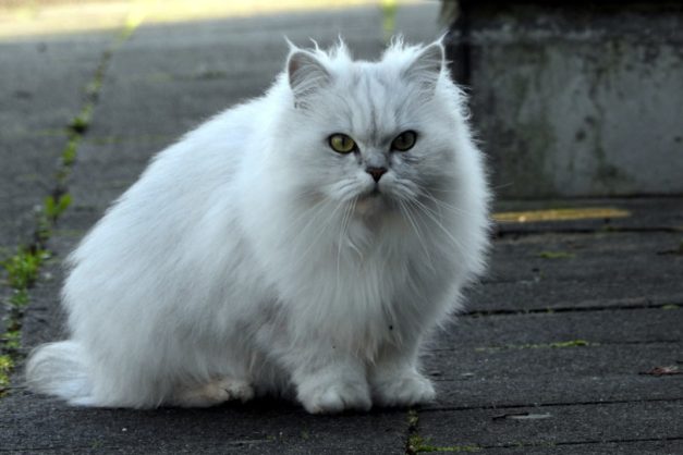 How Much Does a Persian Cat Cost? (2021 Price Guide) Hepper