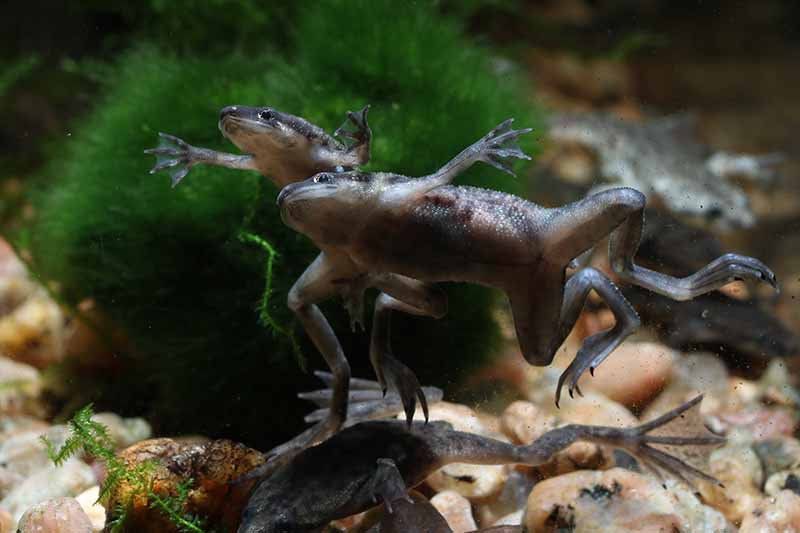 african dwarf frog