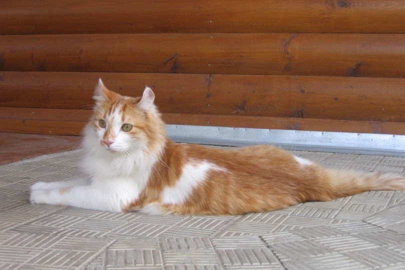 American curl cat lying