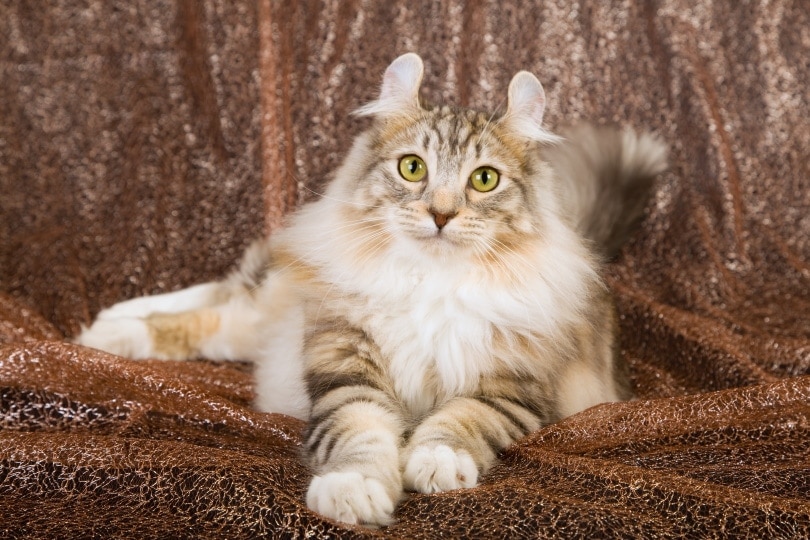 American curl cat