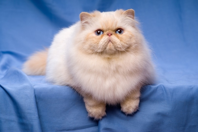Con mèo màu kem ba tư xinh đẹp với đôi mắt xanh
