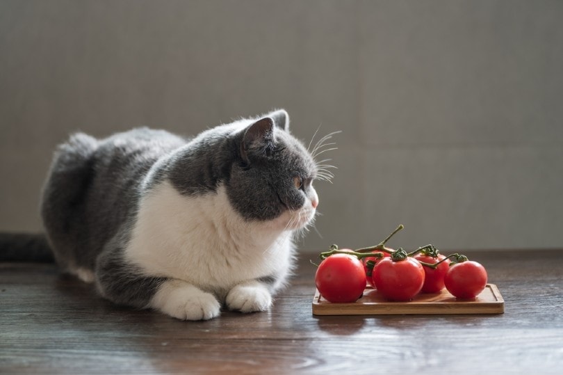 British shorthair cat and tomatoes