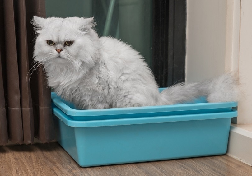 Chinchila persian cat using toilet litter box