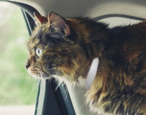 Comfort Zone On-The-Go cat calming collar_Chewy