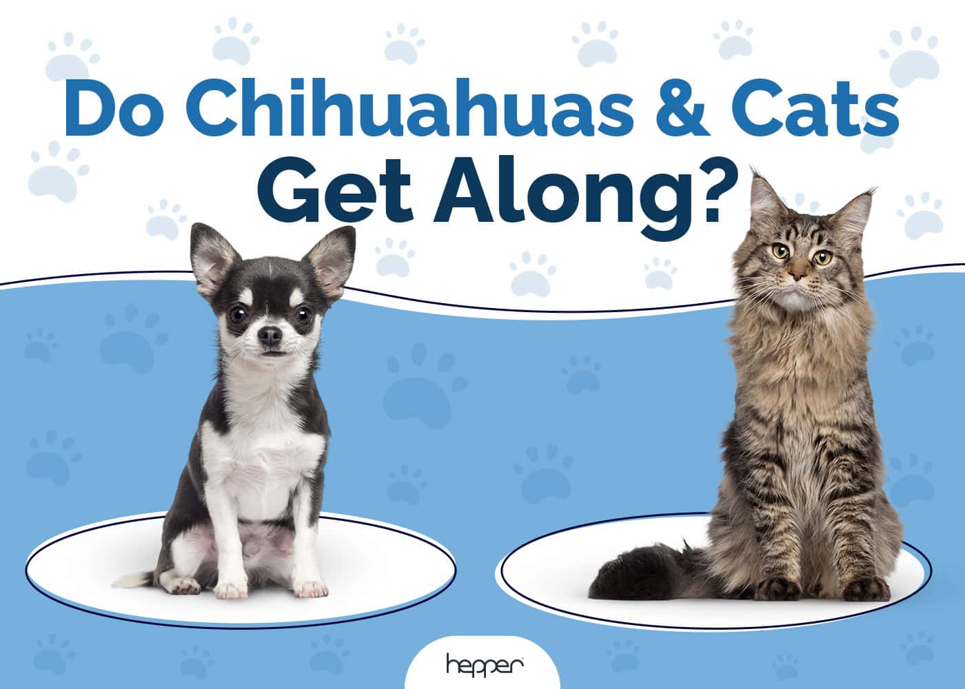Do Chihuahuas and Cats Get Along