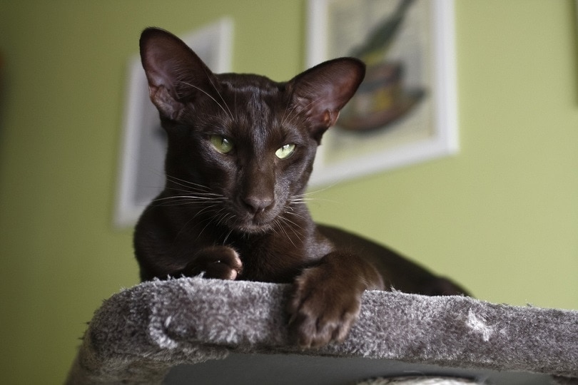 Domestic cat - oriental shorthair