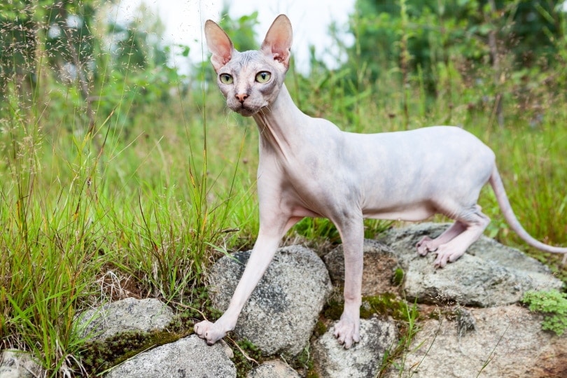 Donskoy cat on rock