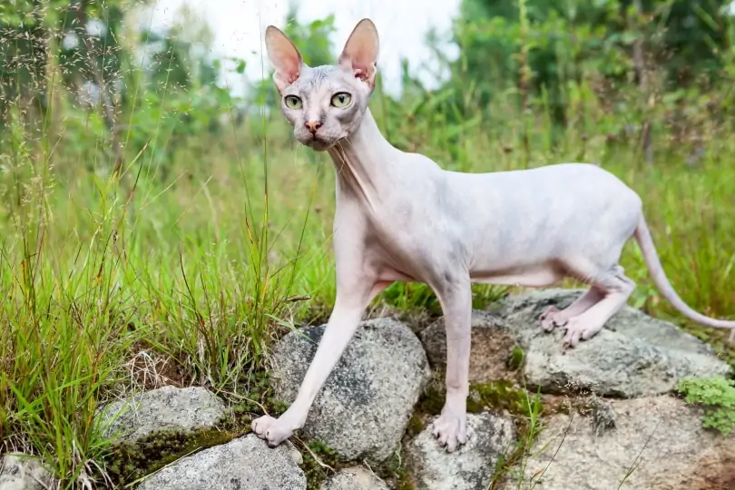 Donskoy cat