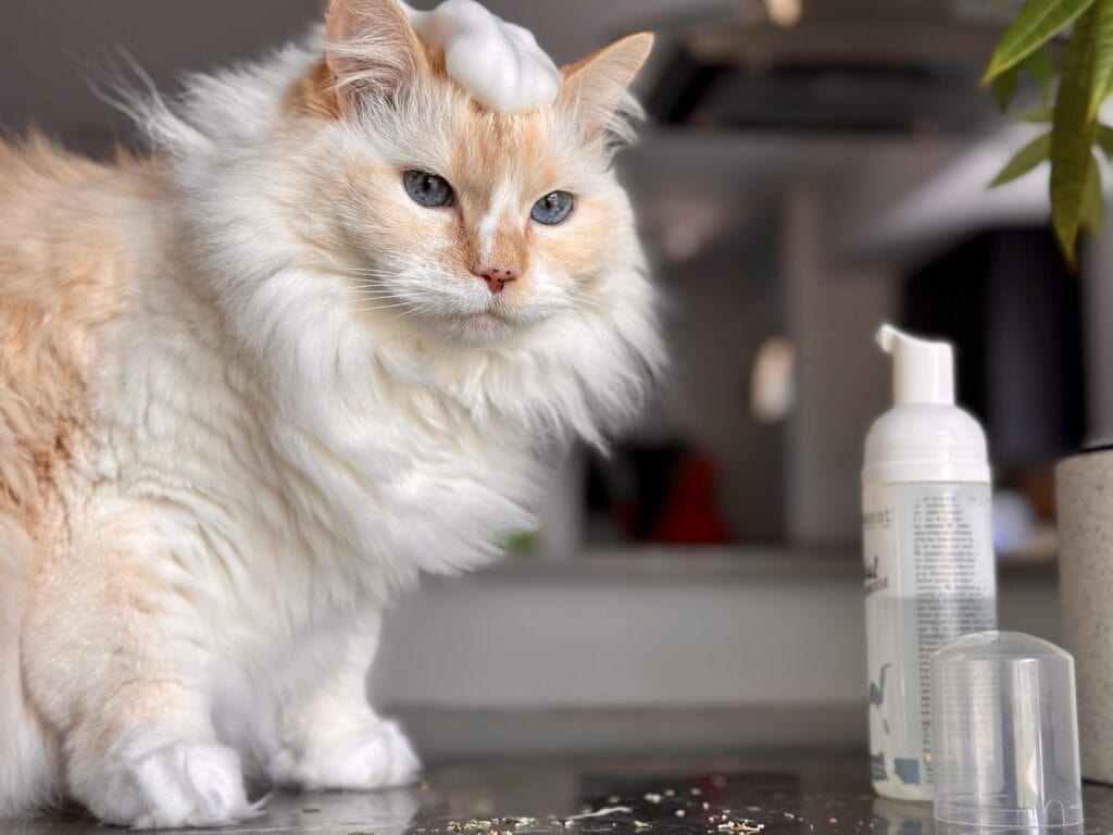 Dry Waterless shampoo for cats white persian himalayan