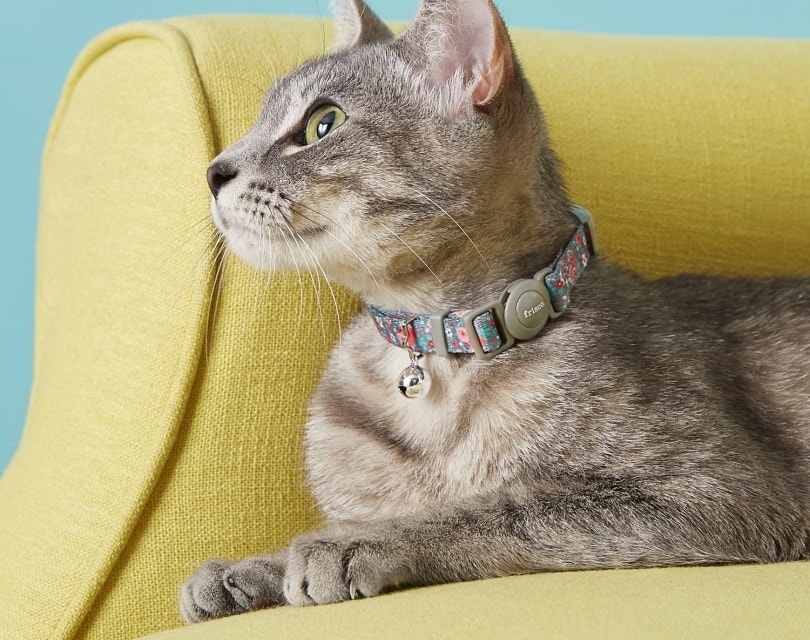 best cat collars for indoor cats