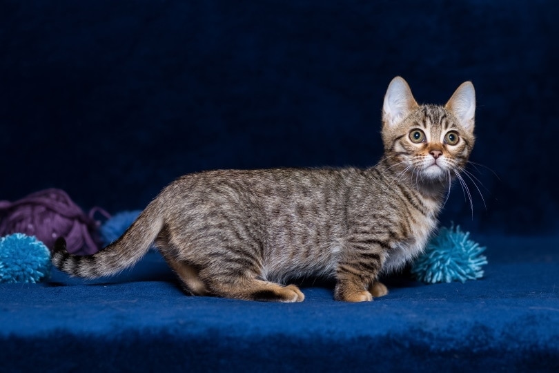 Munchkin Cat Breed Information