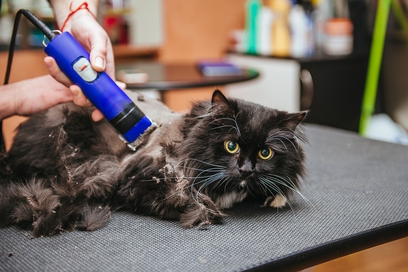 Un chat étant toiletté