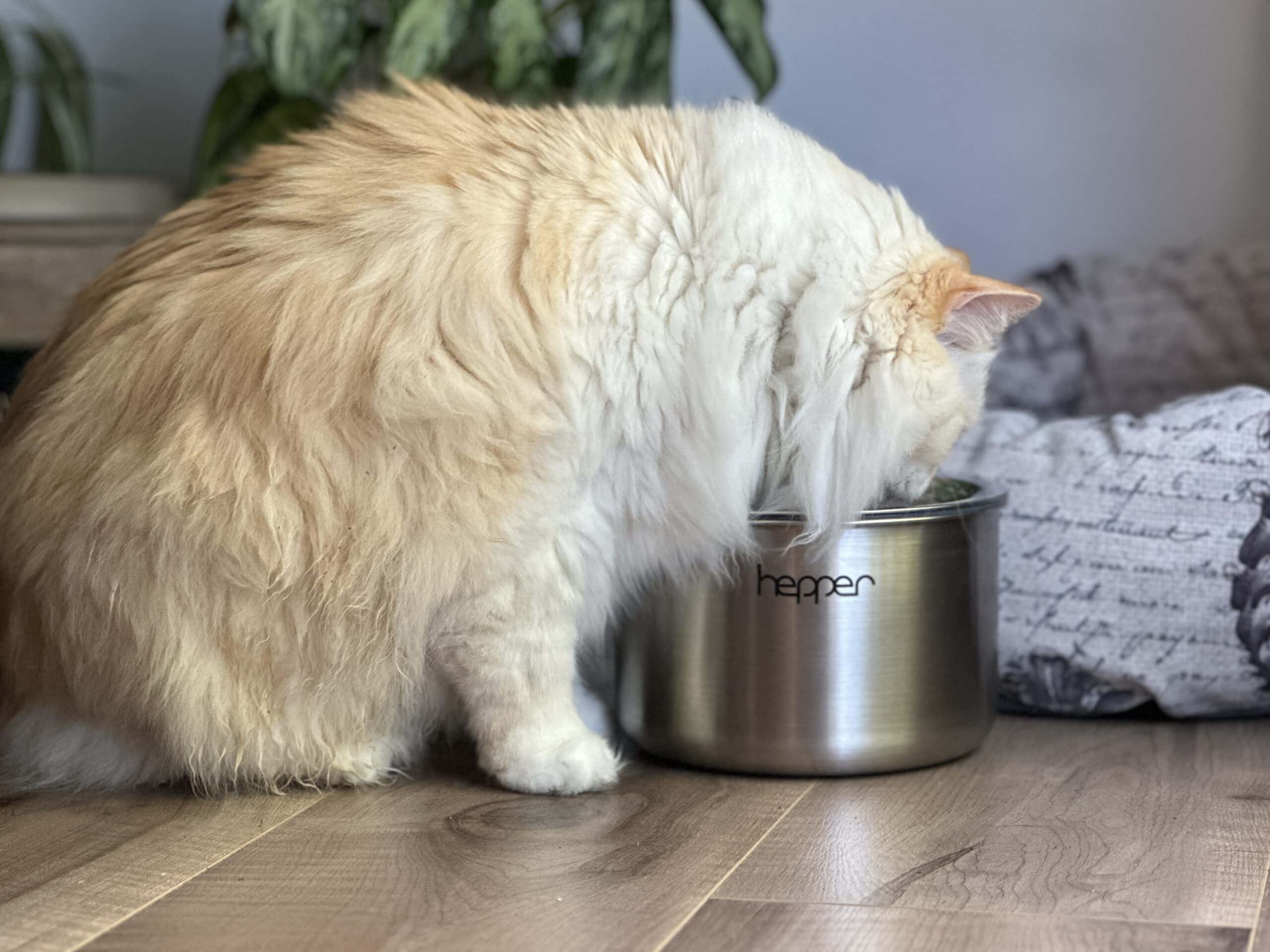 Hepper Fountain - White Himalayan Persian cat drinking