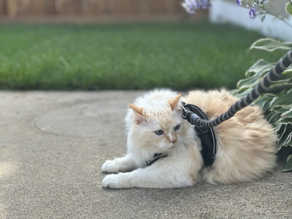 Hepper Harness white himalayan persian in the grass outside