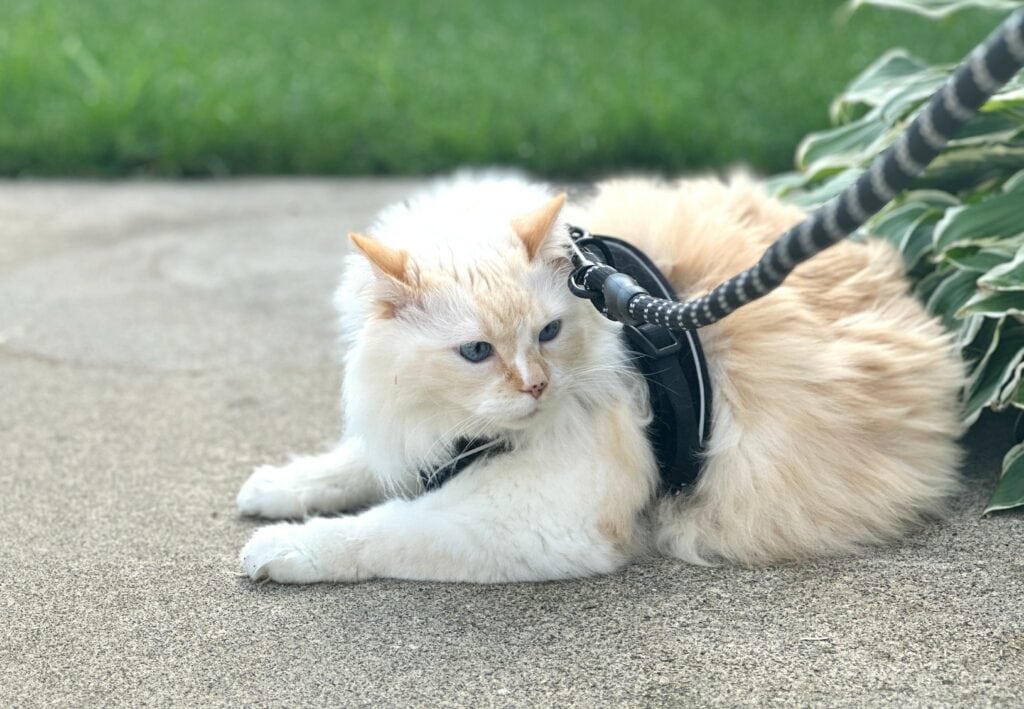 Hepper Harness white himalayan persian in the grass outside - Blu