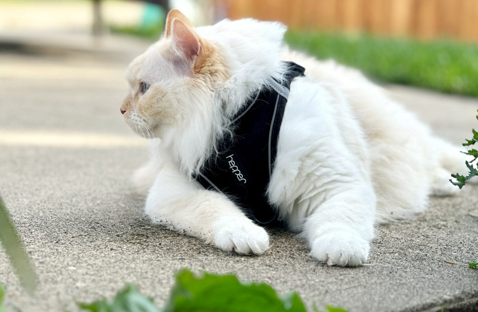 11 Best Cat Harnesses in 2024 Reviews & Top Picks Hepper