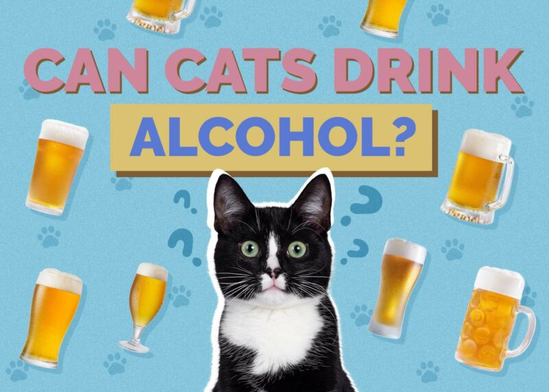 Hepper_Can Cats Drink_Alcohol 2024