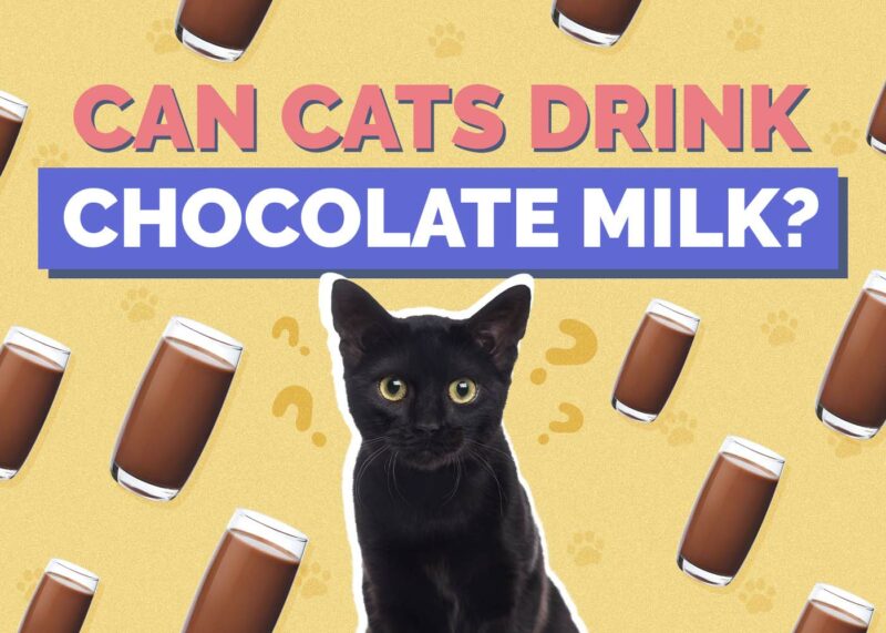 Hepper_Can Cats Drink_Chocolate Milk 2024