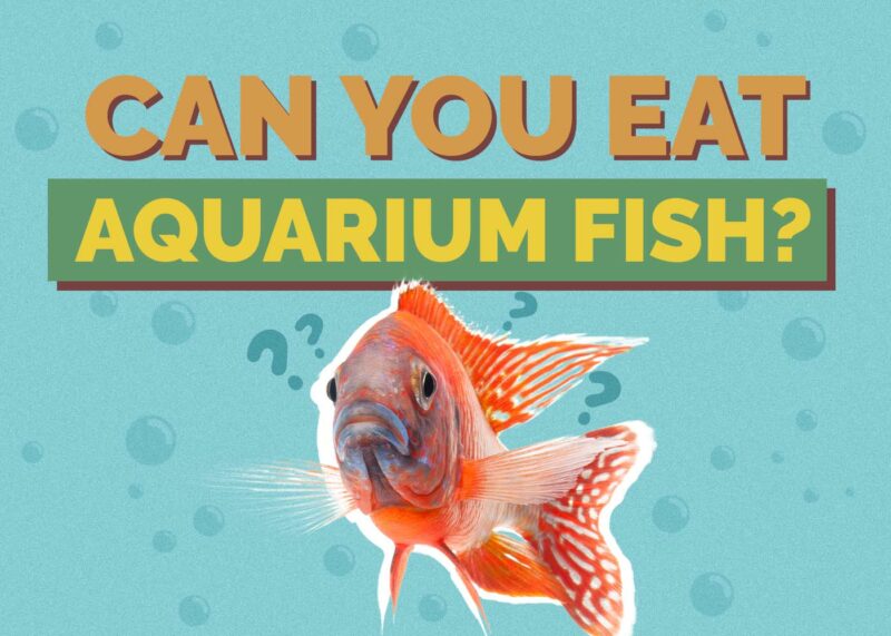 Hepper_Can You Eat_Aquarium Fish