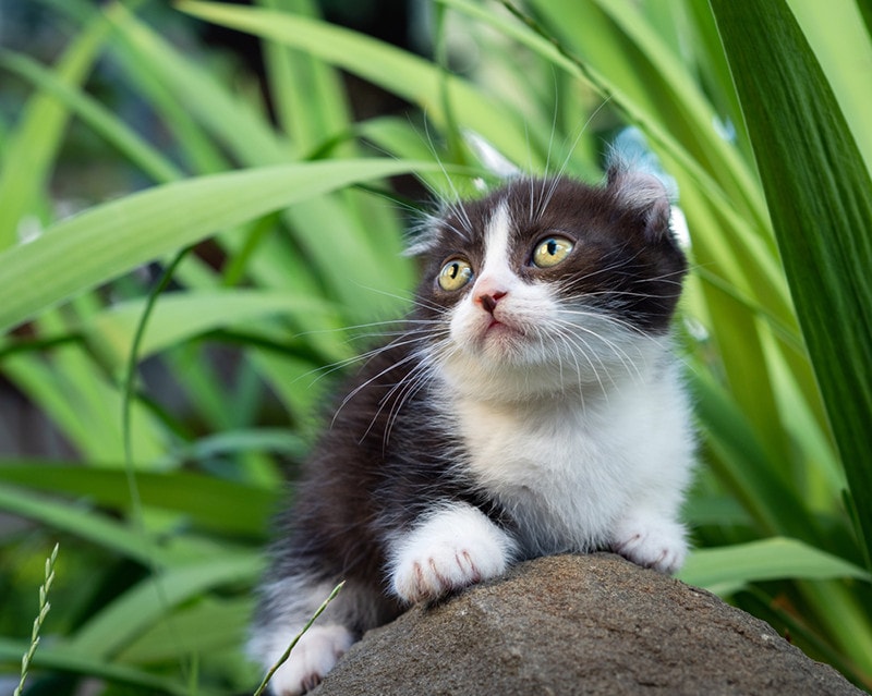 Little kinkalow kitten