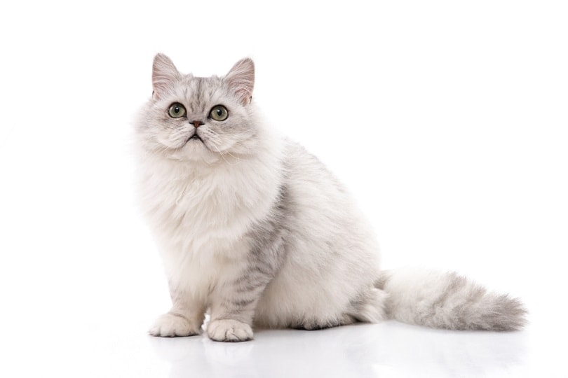 Persian cat grey