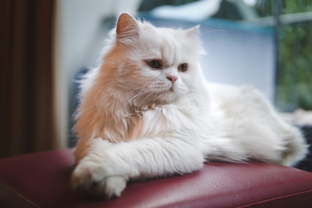 How Long Do Persian Cats Live? (Average & Max Lifespan) | Hepper