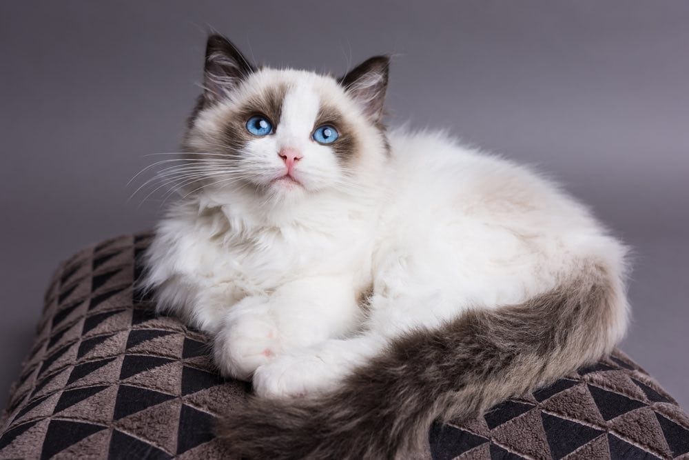 Một con mèo Ragdoll lớn cỡ nào? Biểu đồ tăng trưởng & cân nặng Thế giới ...