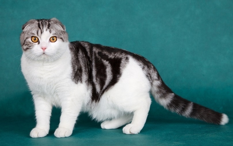 Scottish fold