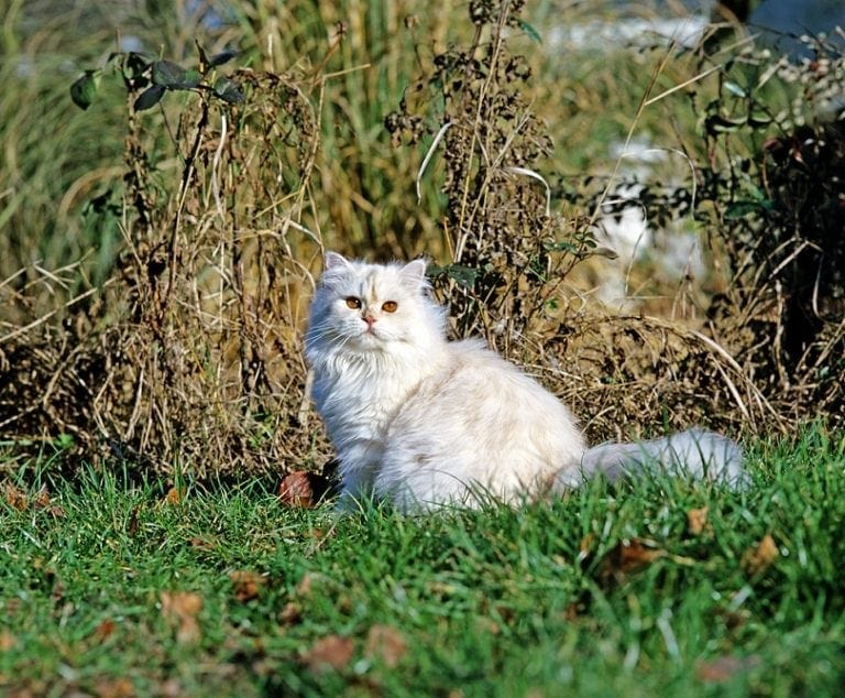 How Long Do Persian Cats Live? Average Lifespan, Data & Care Hepper