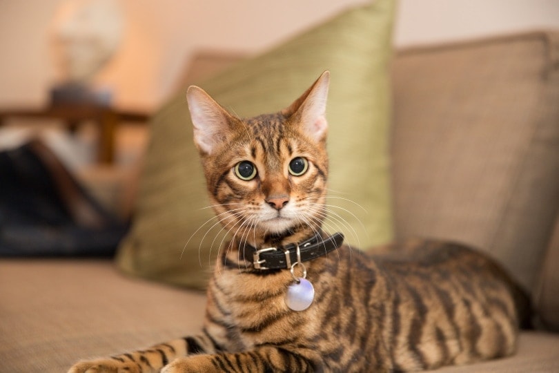 Toyger cat lyig on couch