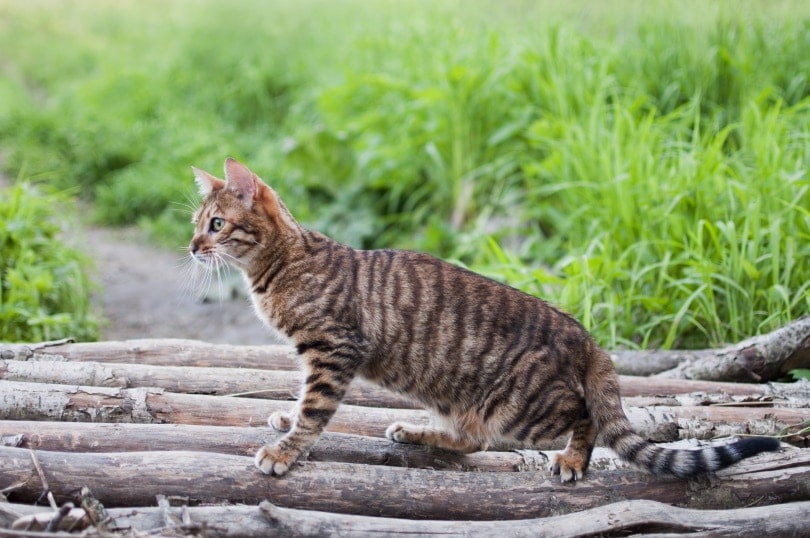 Toyger cat on tree